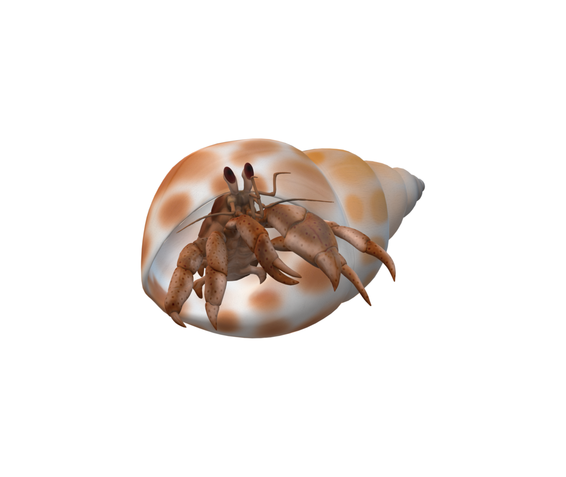 Hermit Crab isolated on a Transparent Background png