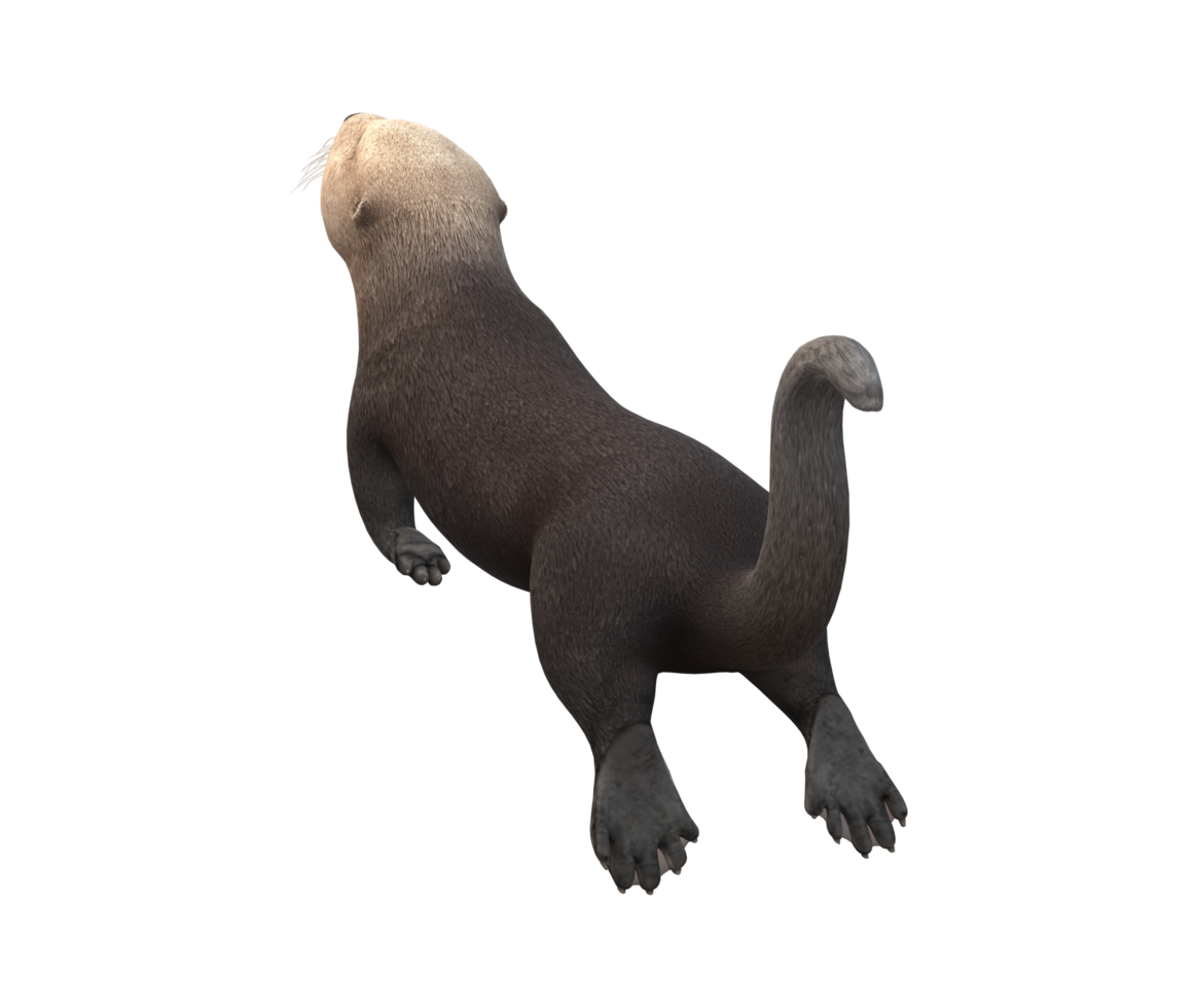 Sea Otter isolated on a Transparent Background png