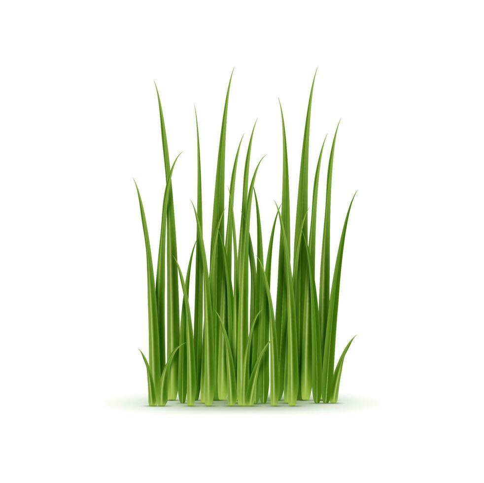 Realistic green grass, natural 3d plant blades vector