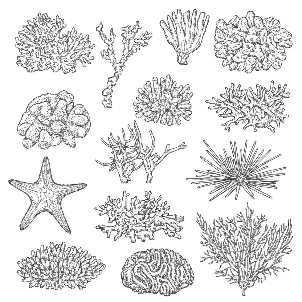 Sea corals colonies and starfish sketch vectors