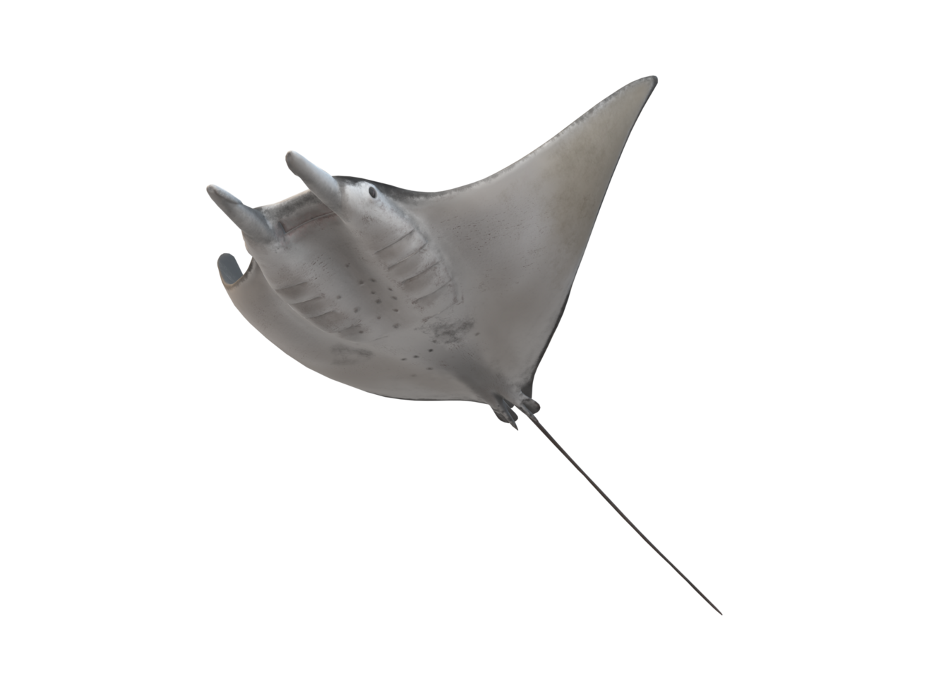 mobula Strahlen Fisch isoliert auf ein transparent Hintergrund png