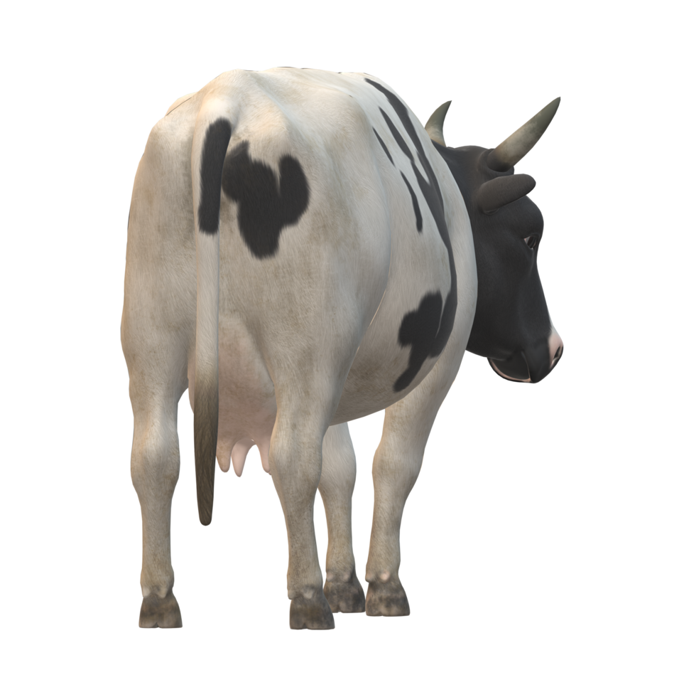 vaca aislado en un transparente antecedentes png