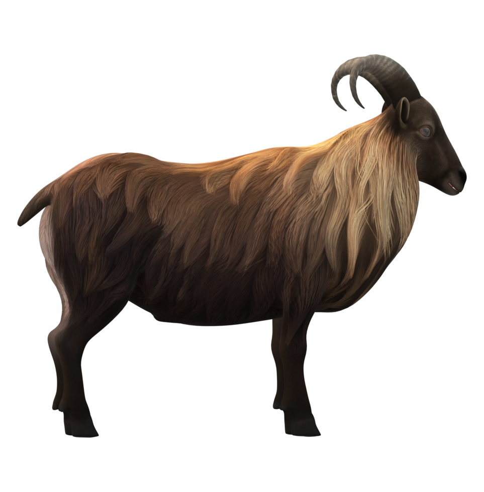 Himalayan Mountain Goat isolated on a Transparent Background png