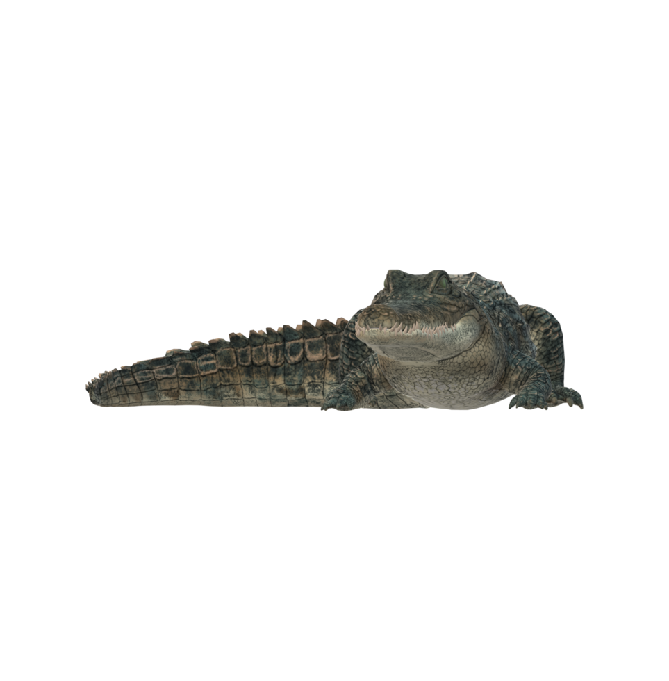 alligator isolé sur une transparent Contexte png