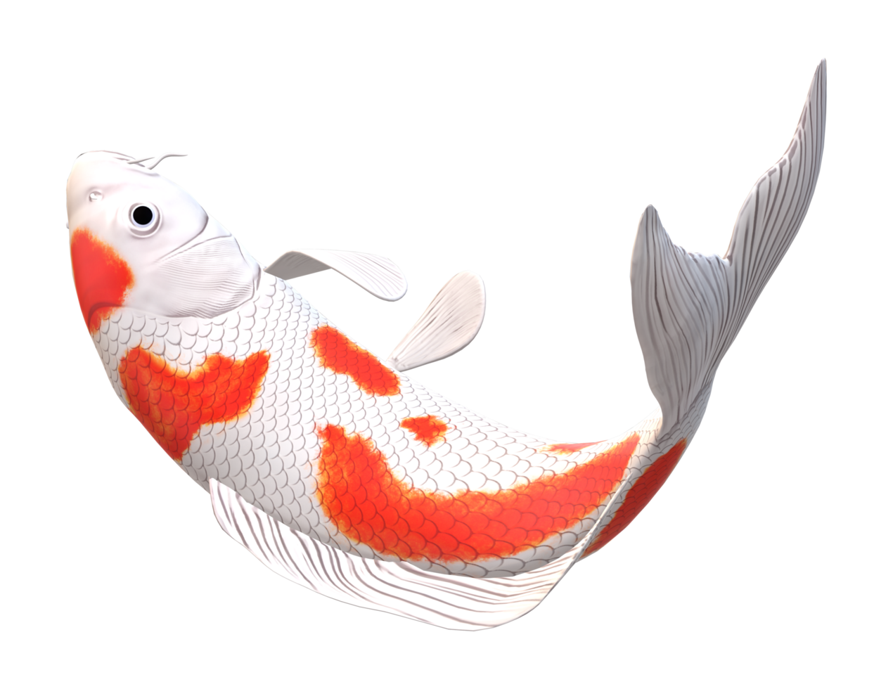 koi Carp Fish isolated on a Transparent Background png