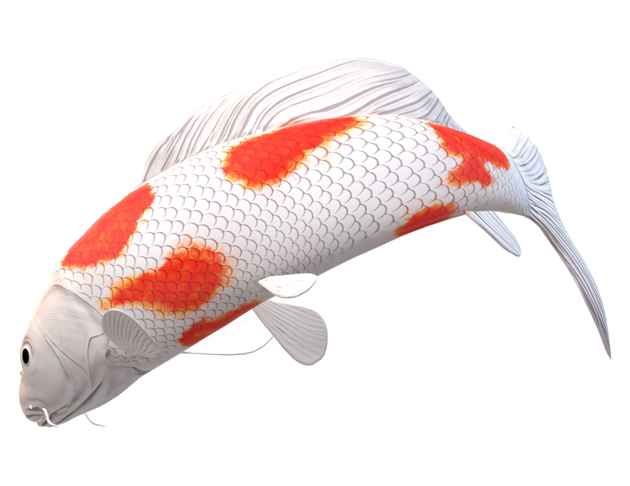 koi Carp Fish isolated on a Transparent Background png