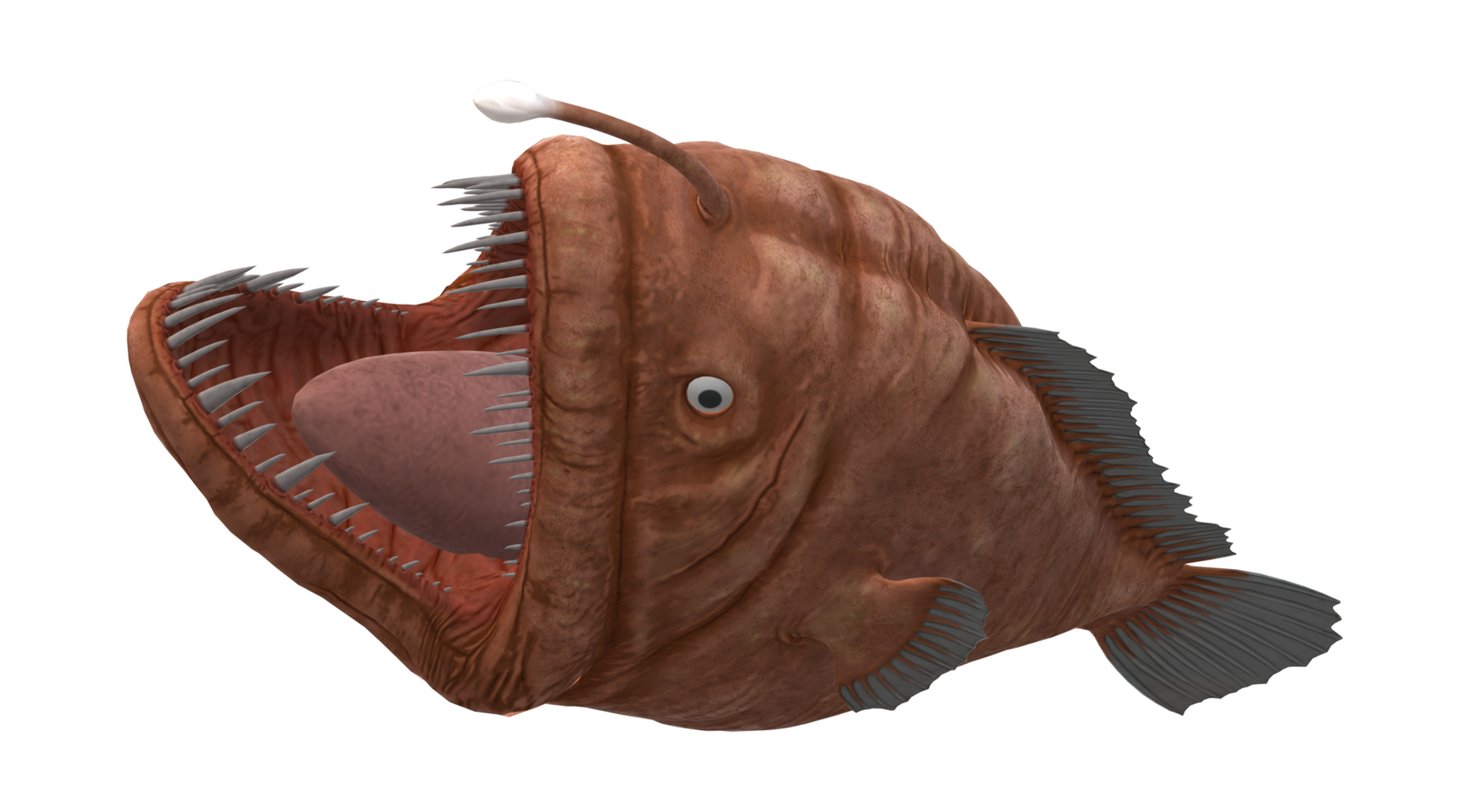 Angler Fish isolated on a Transparent Background png