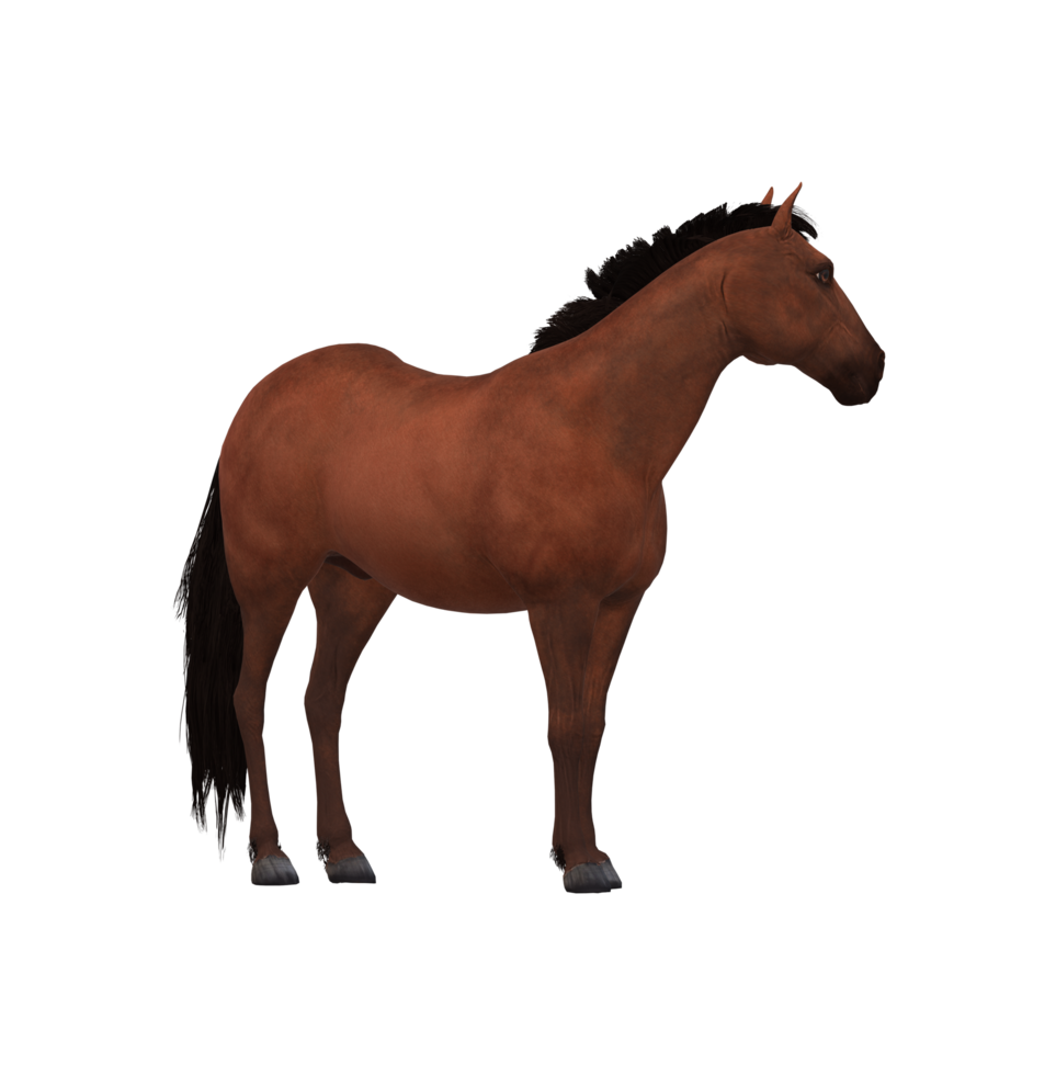 caballo aislado en un transparente antecedentes png