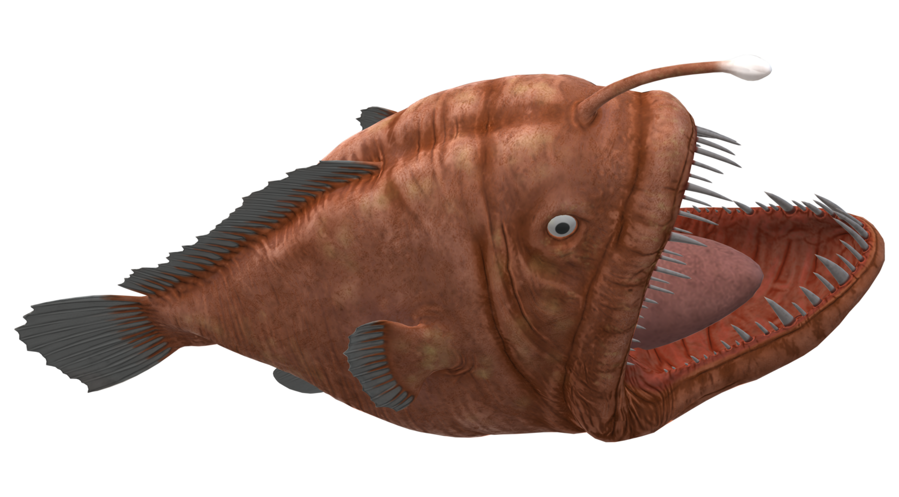Angler Fish isolated on a Transparent Background png