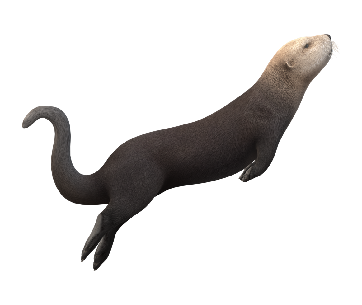 Sea Otter isolated on a Transparent Background png