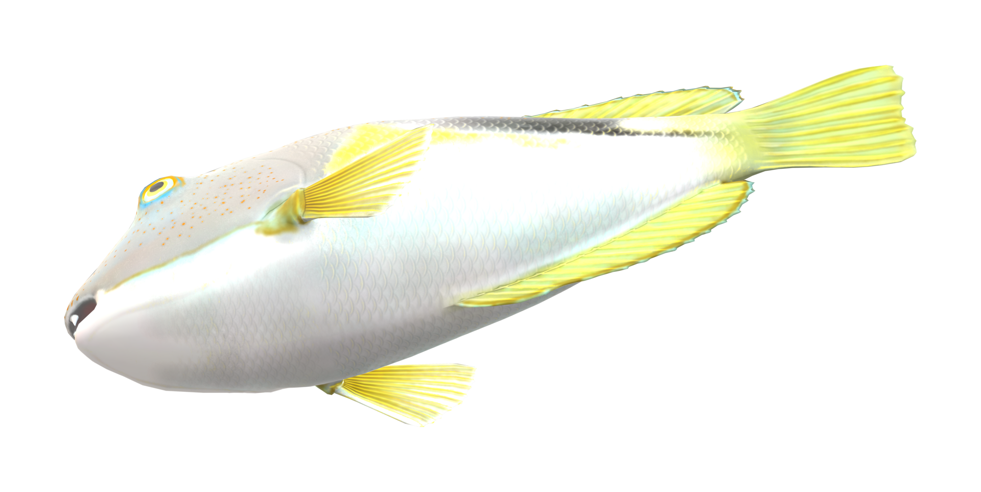Tusk fish isolated on a Transparent Background png