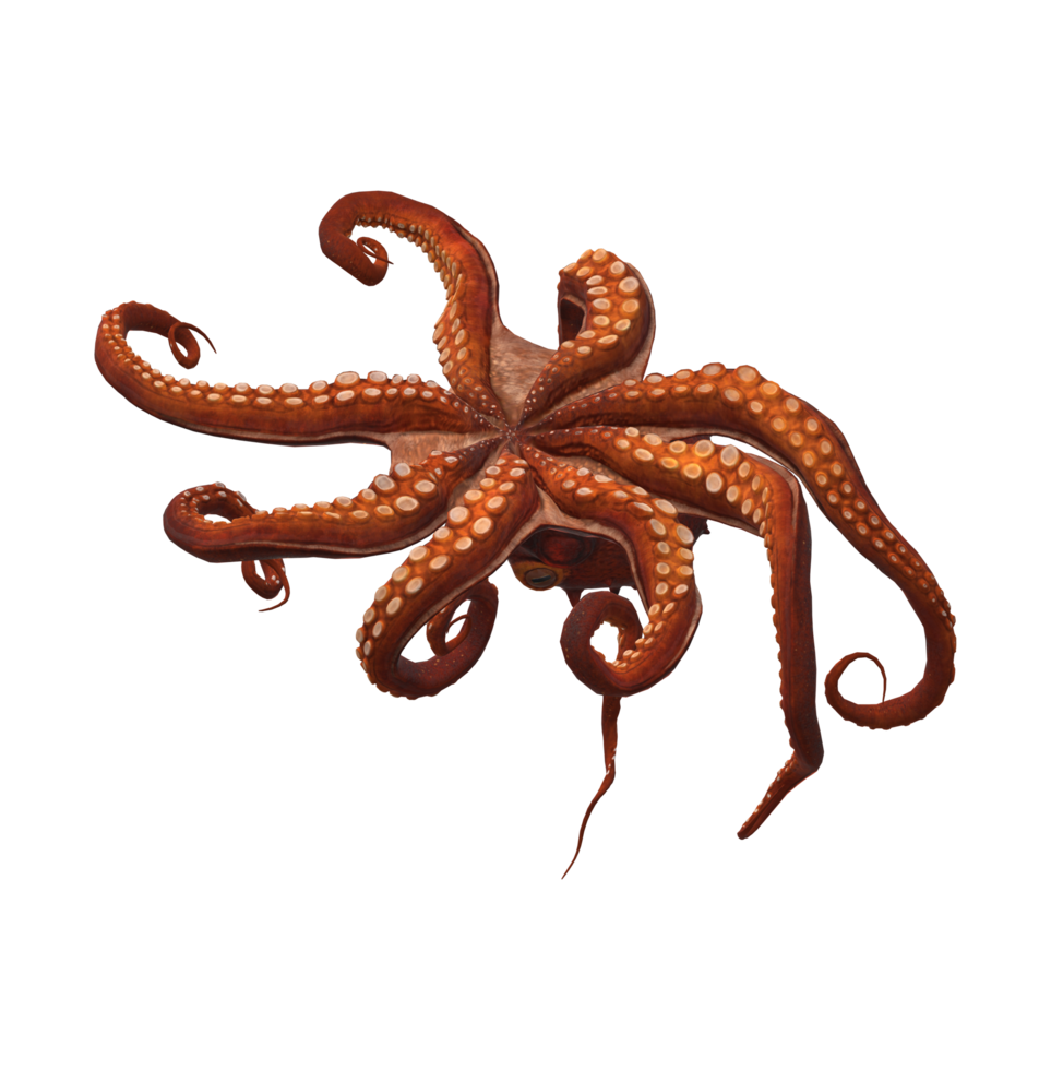Octopus isolated on a Transparent Background png