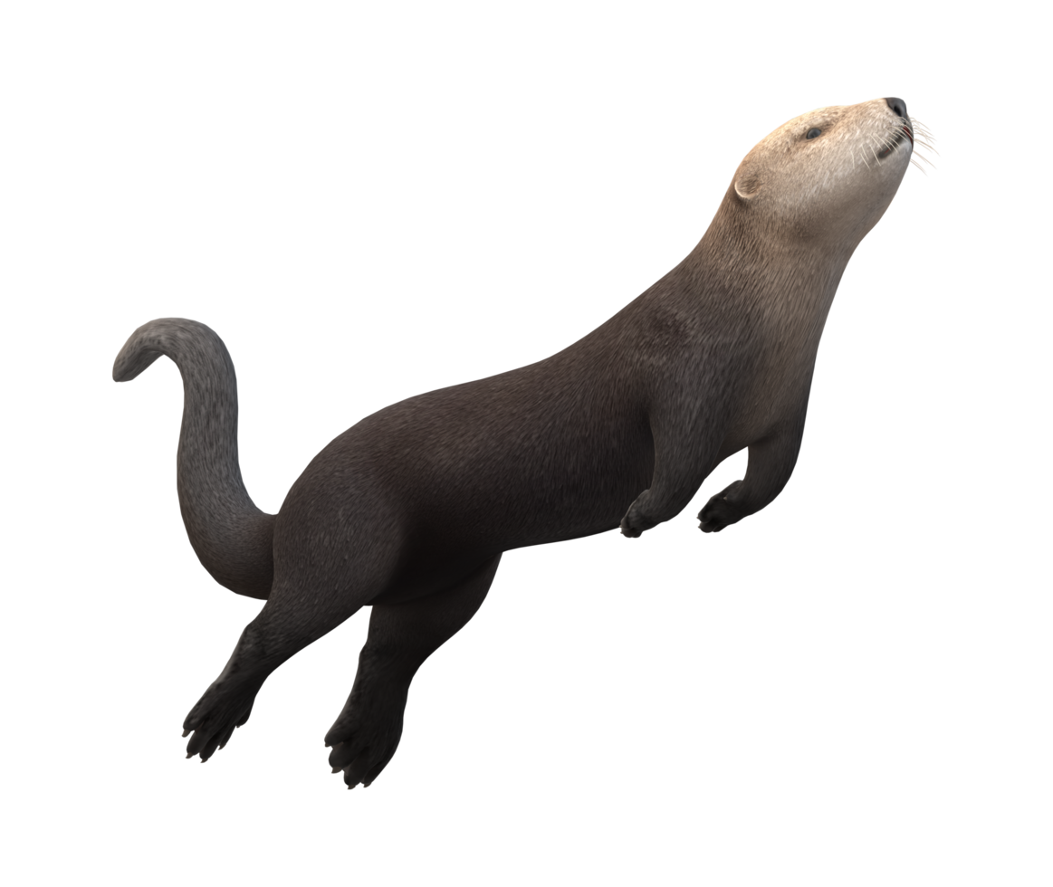 Sea Otter isolated on a Transparent Background png