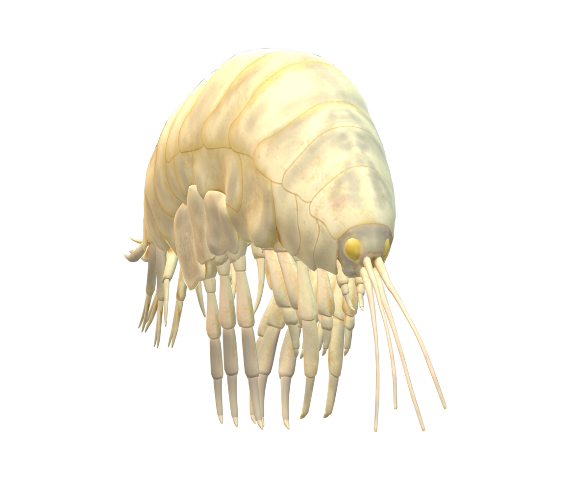 Amphipod isolated on a Transparent Background png