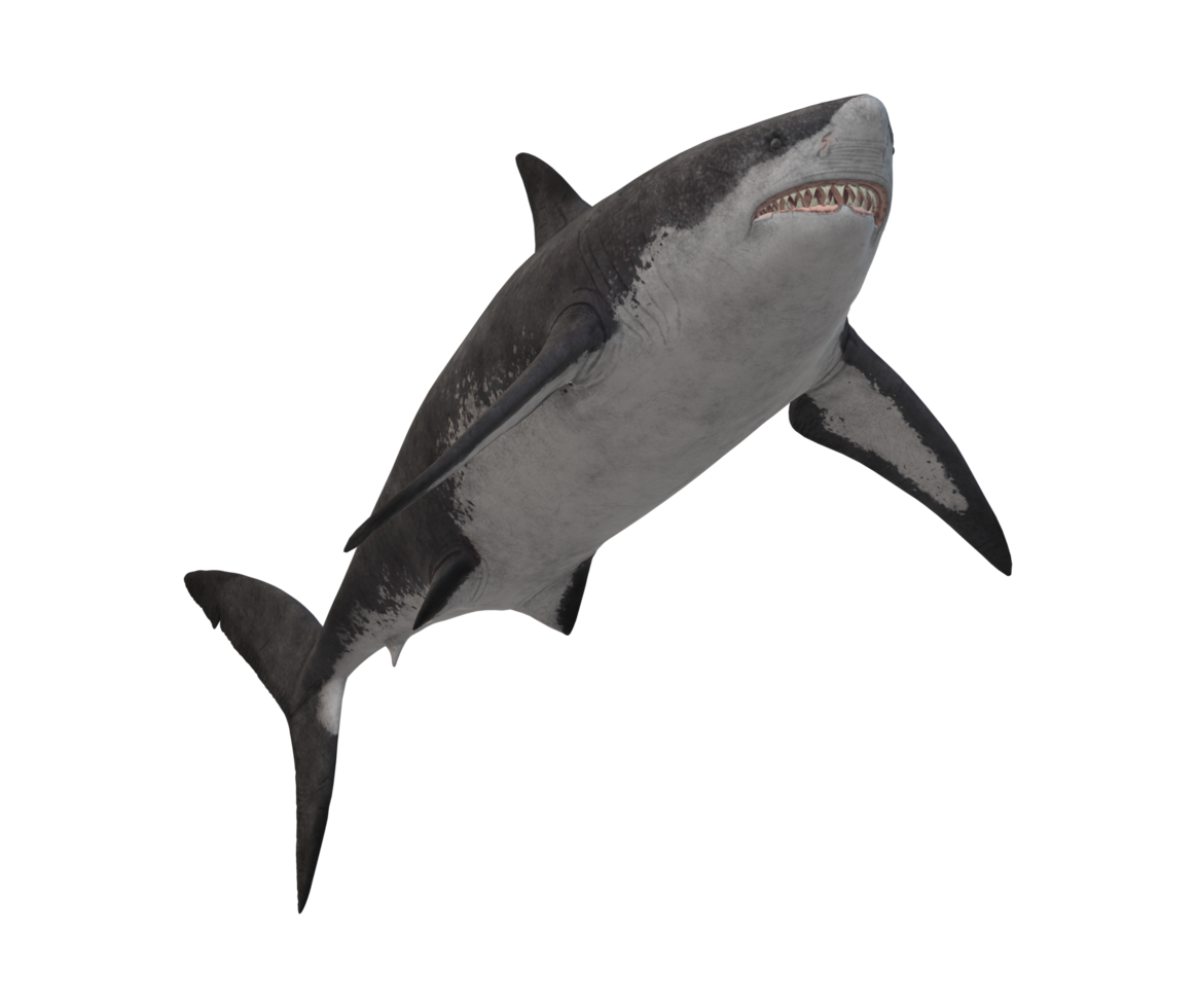 Megalodon Shark isolated on a Transparent Background png