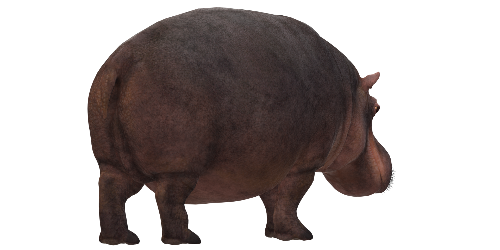 Hippo isolated on a Transparent Background png