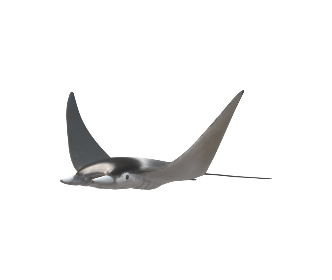Mobula Rays Fish isolated on a Transparent Background png