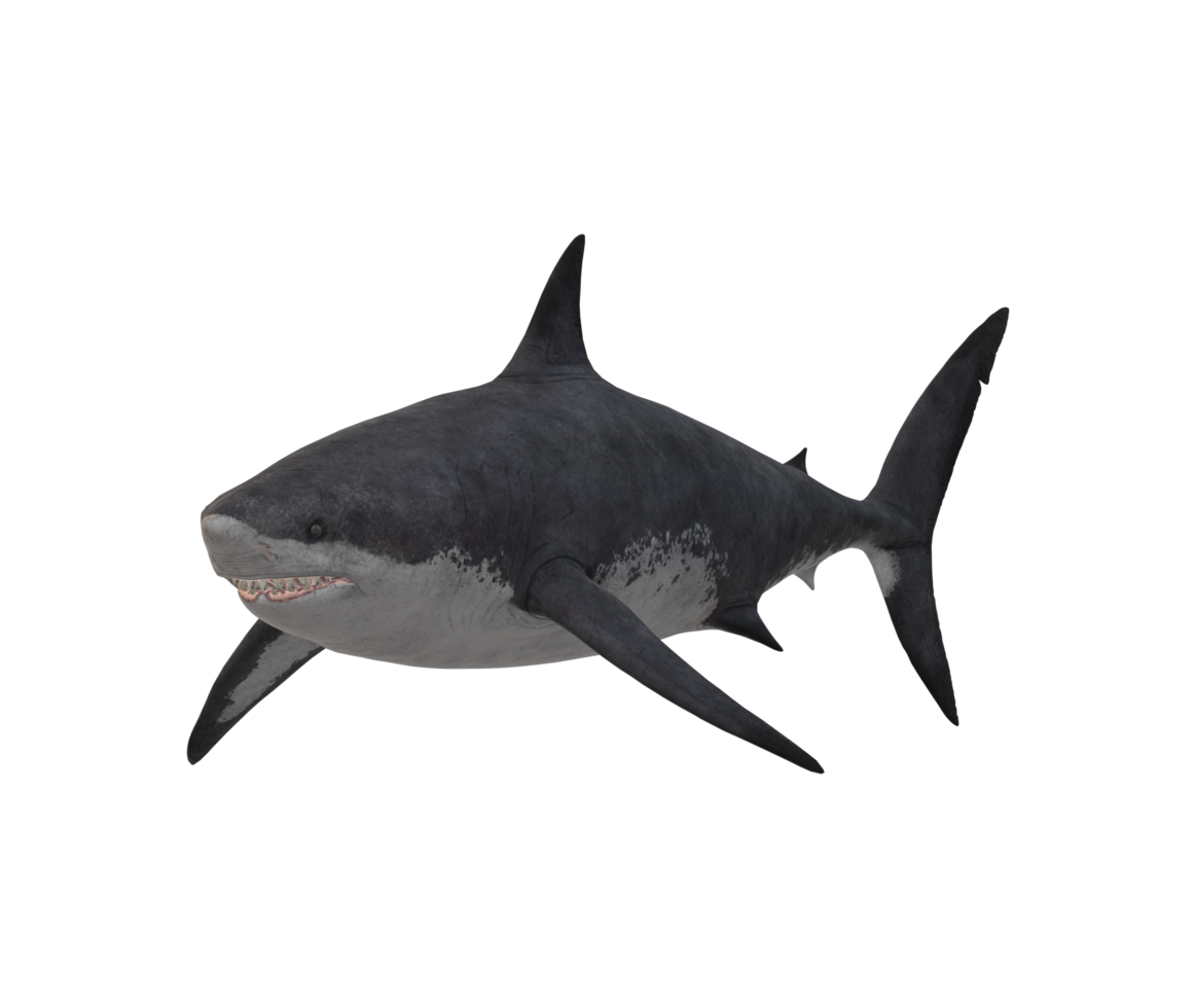 Megalodon Shark isolated on a Transparent Background png