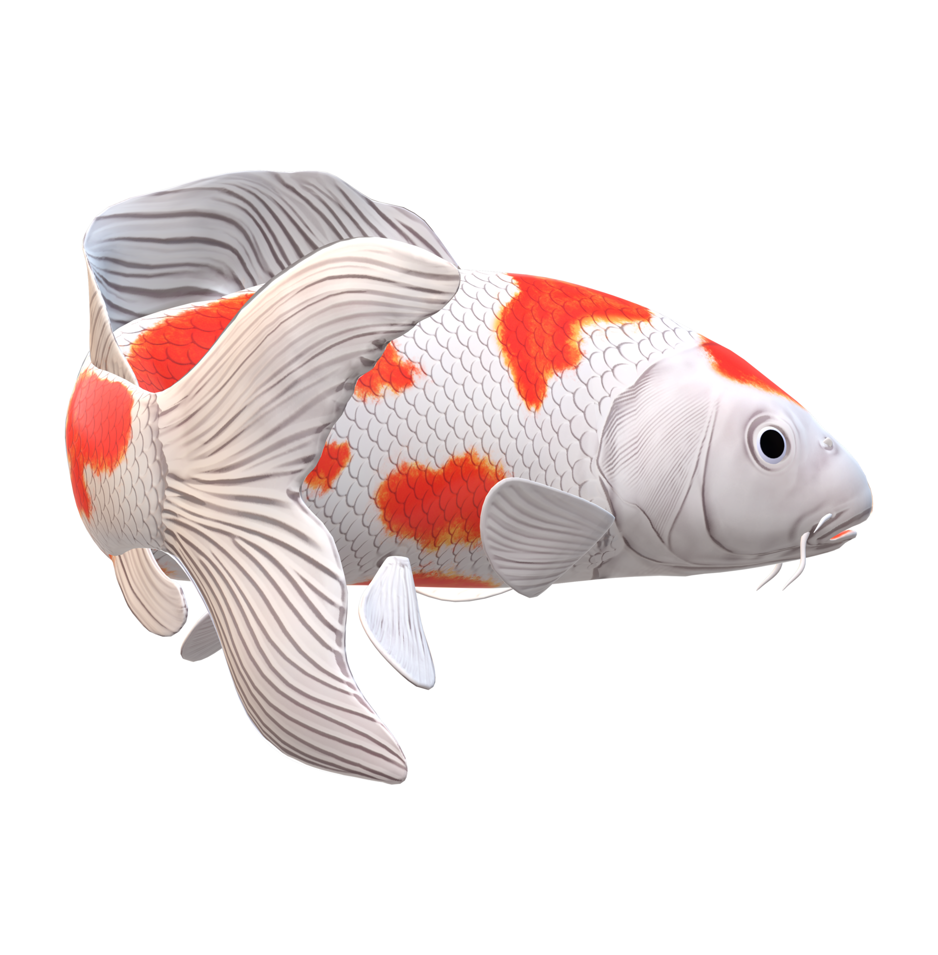 koi Carp Fish isolated on a Transparent Background 23839803 PNG