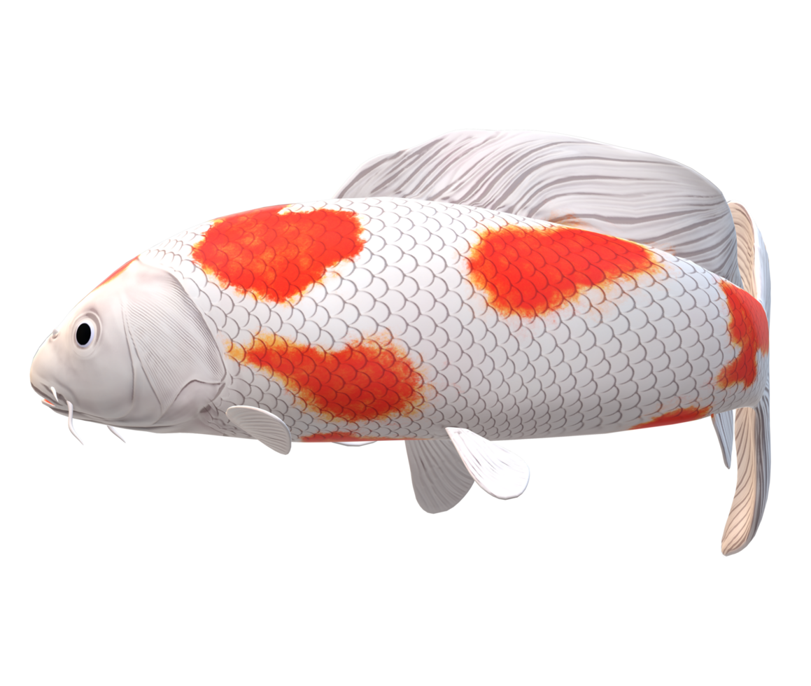 koi Carp Fish isolated on a Transparent Background png