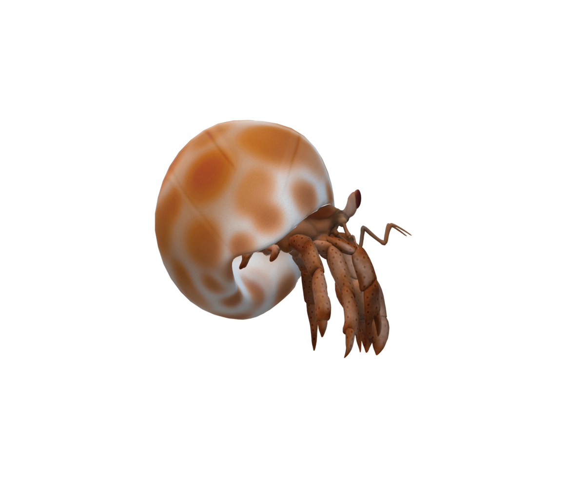 Hermit Crab isolated on a Transparent Background png
