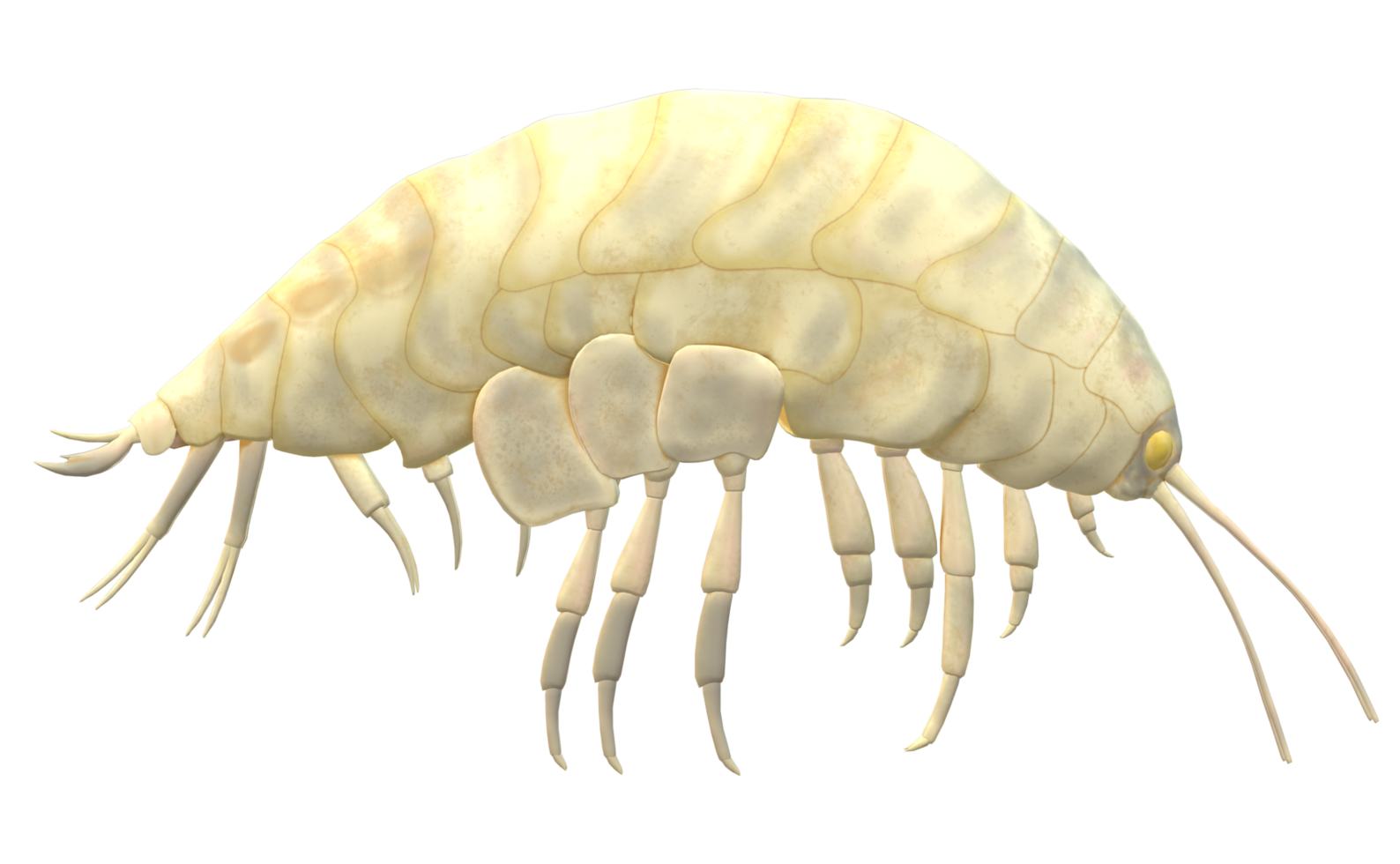 Amphipod isolated on a Transparent Background png