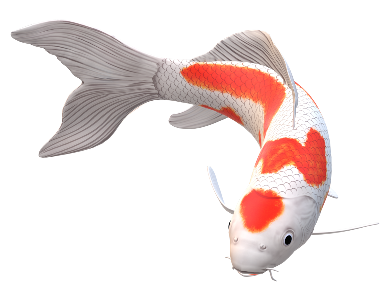 koi Carp Fish isolated on a Transparent Background png