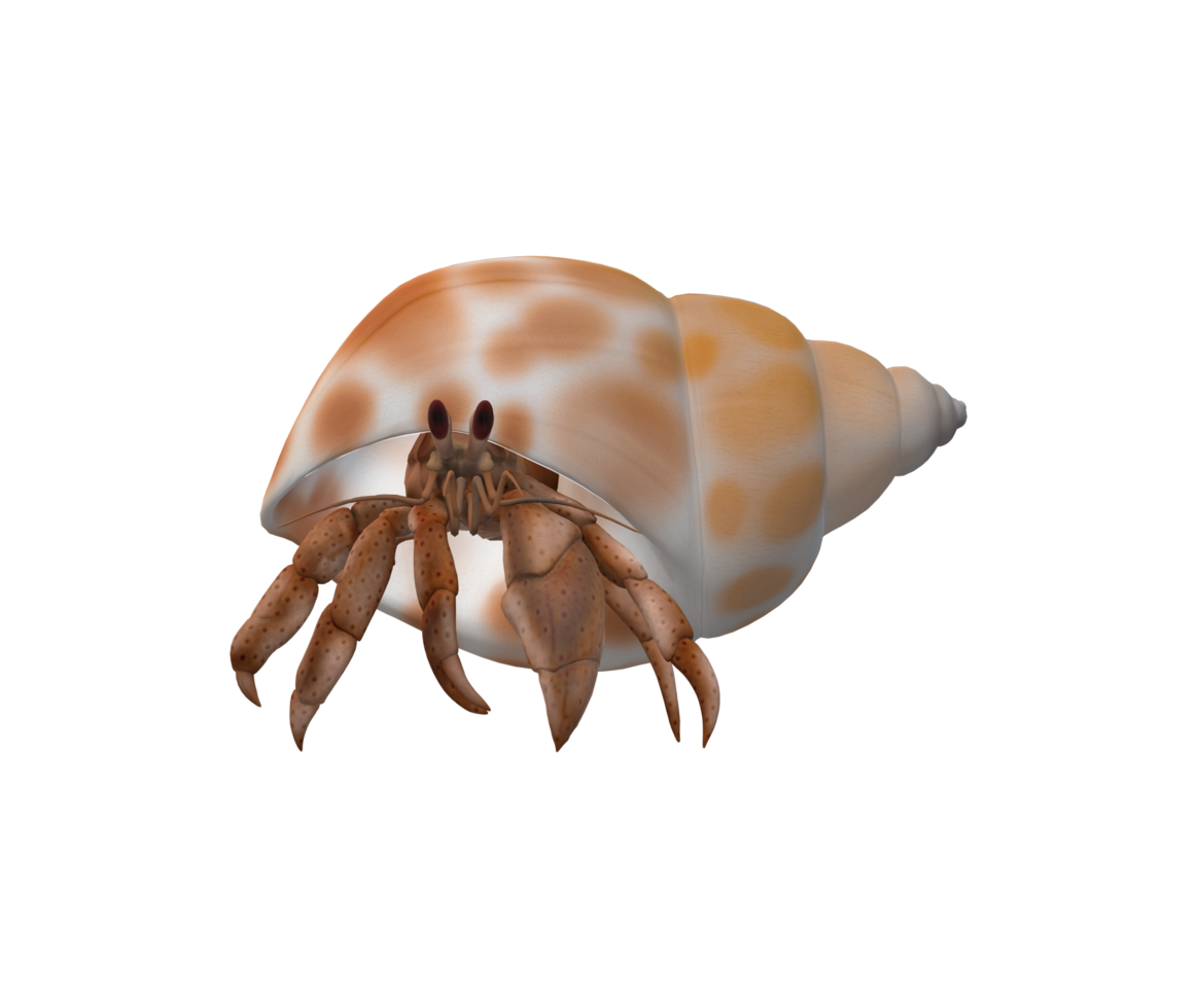 Hermit Crab isolated on a Transparent Background png