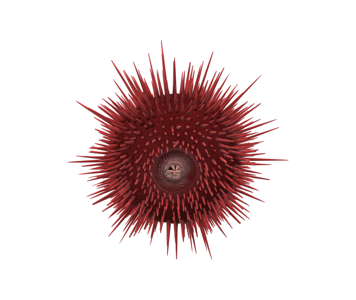 Urchin isolated on a Transparent Background png