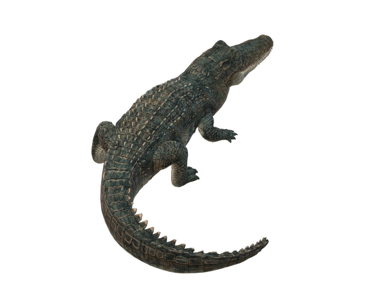 Alligator isolated on a Transparent Background png