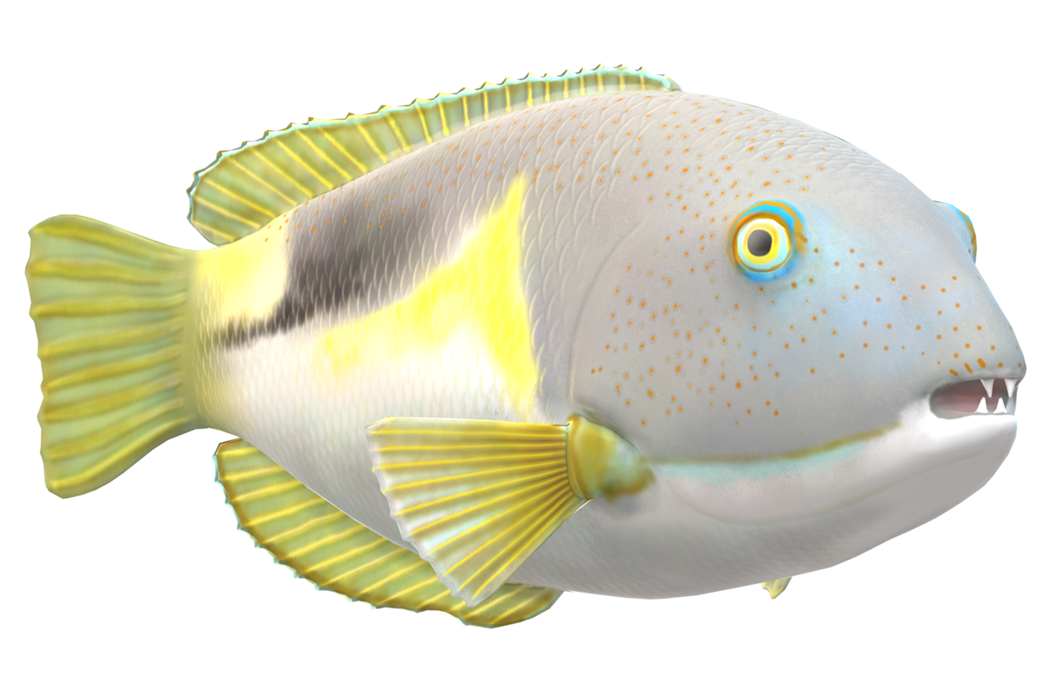 Tusk fish isolated on a Transparent Background png