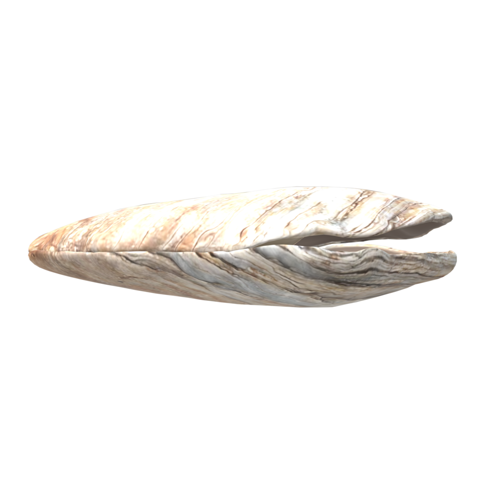 Oyster isolated on a Transparent Background png