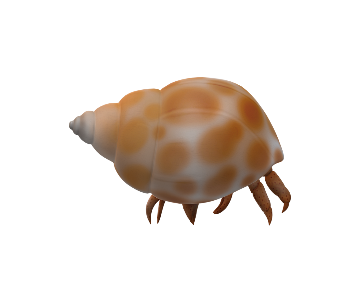 Hermit Crab isolated on a Transparent Background png