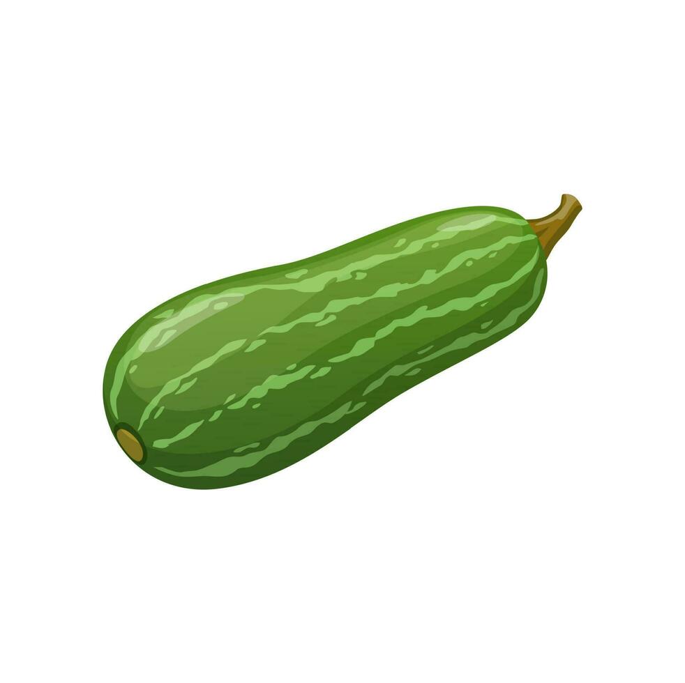 Cartoon raw zucchini squash, vegetable food vector