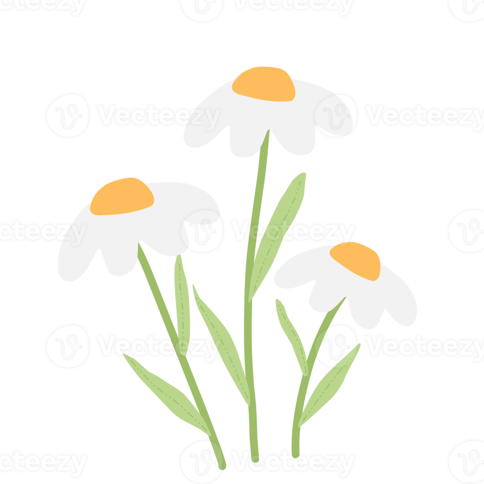 Daisy Flower for Wedding Decorations png