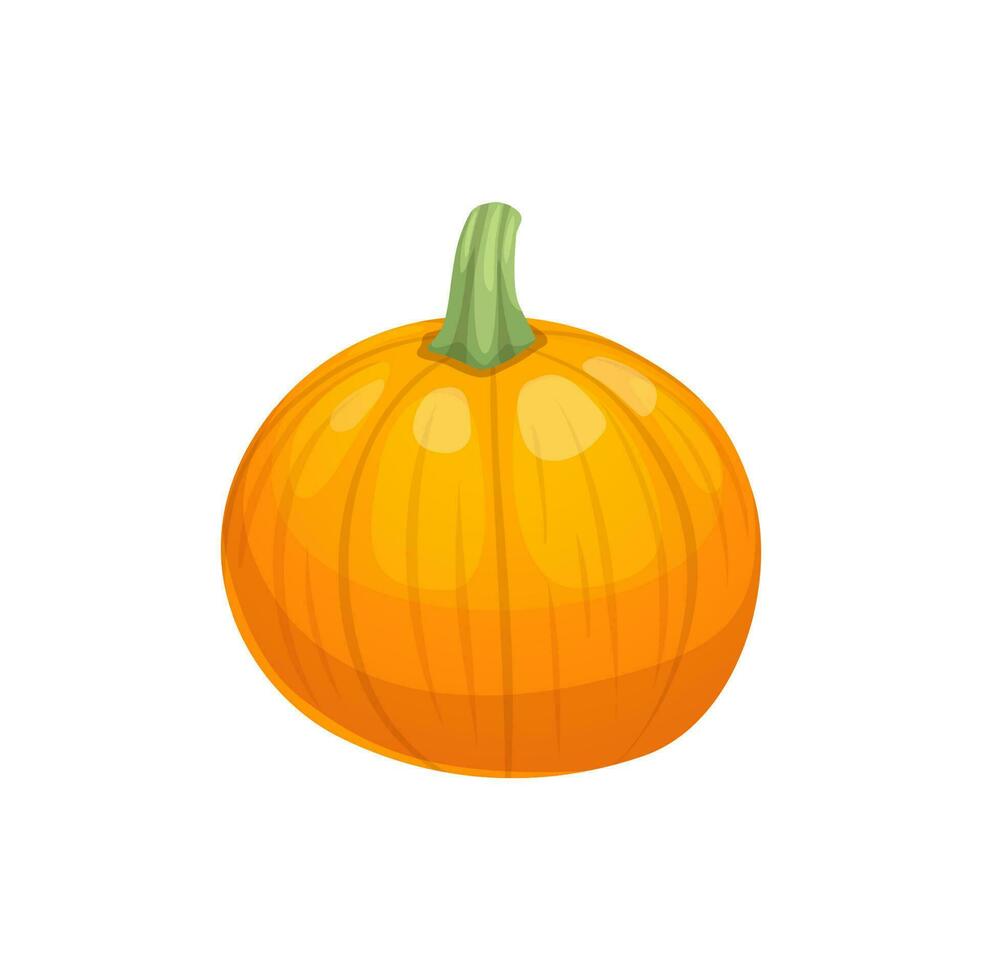 Cartoon raw pumpkin, farm isolated ripe vegetable vector