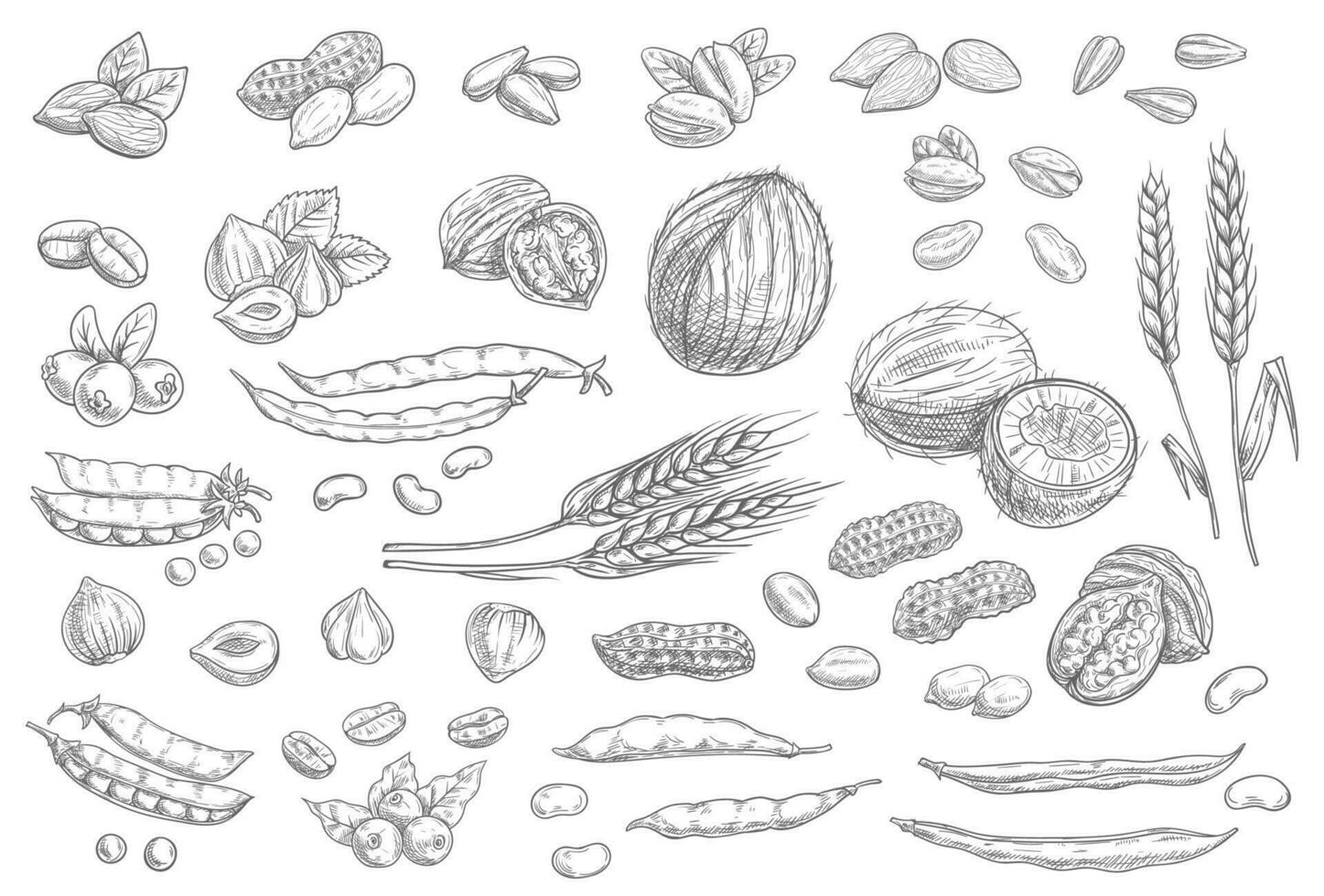 Nuts, cereal grains sketch icons cashew and almond vector