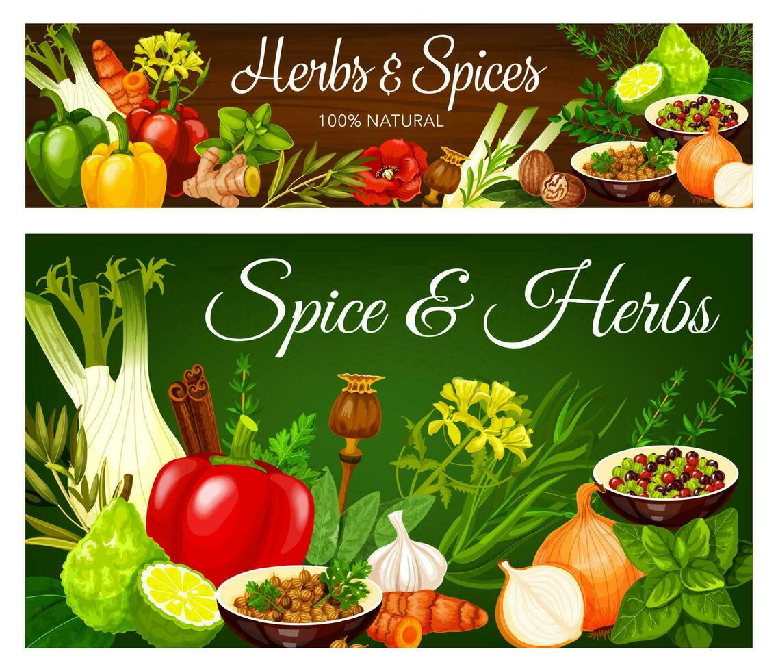 Spice and herbs vector condiments banners