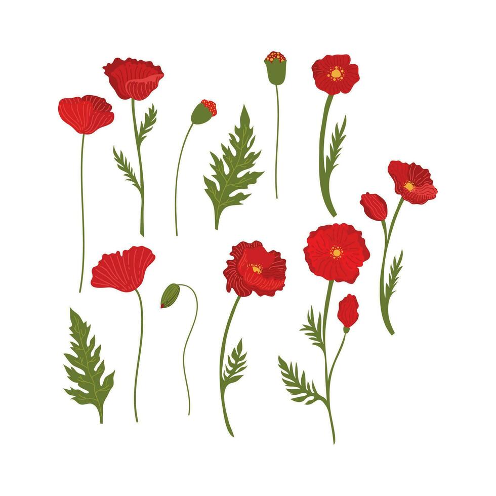 Poppy Flower Element Illustration. Vector red poppies isolated on a white background.