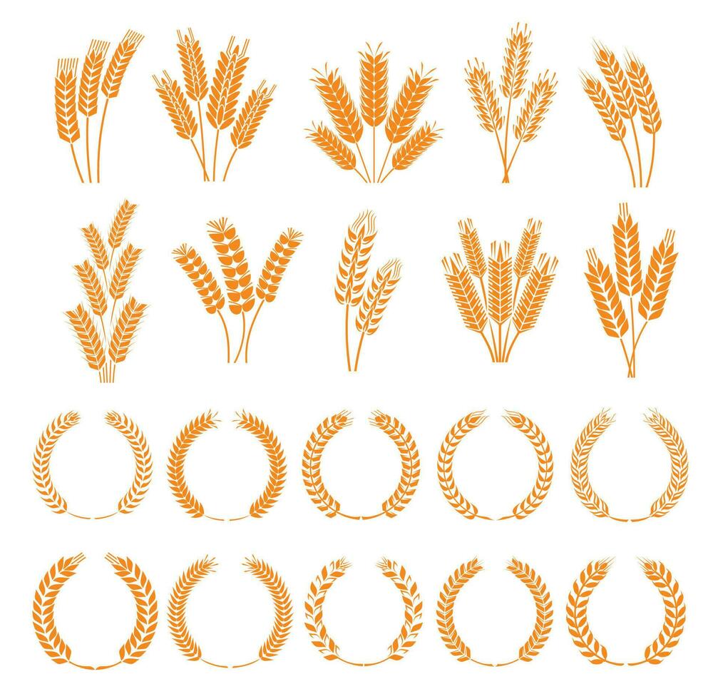 Laurel wreath and spikes of wheat, rye or barley vector