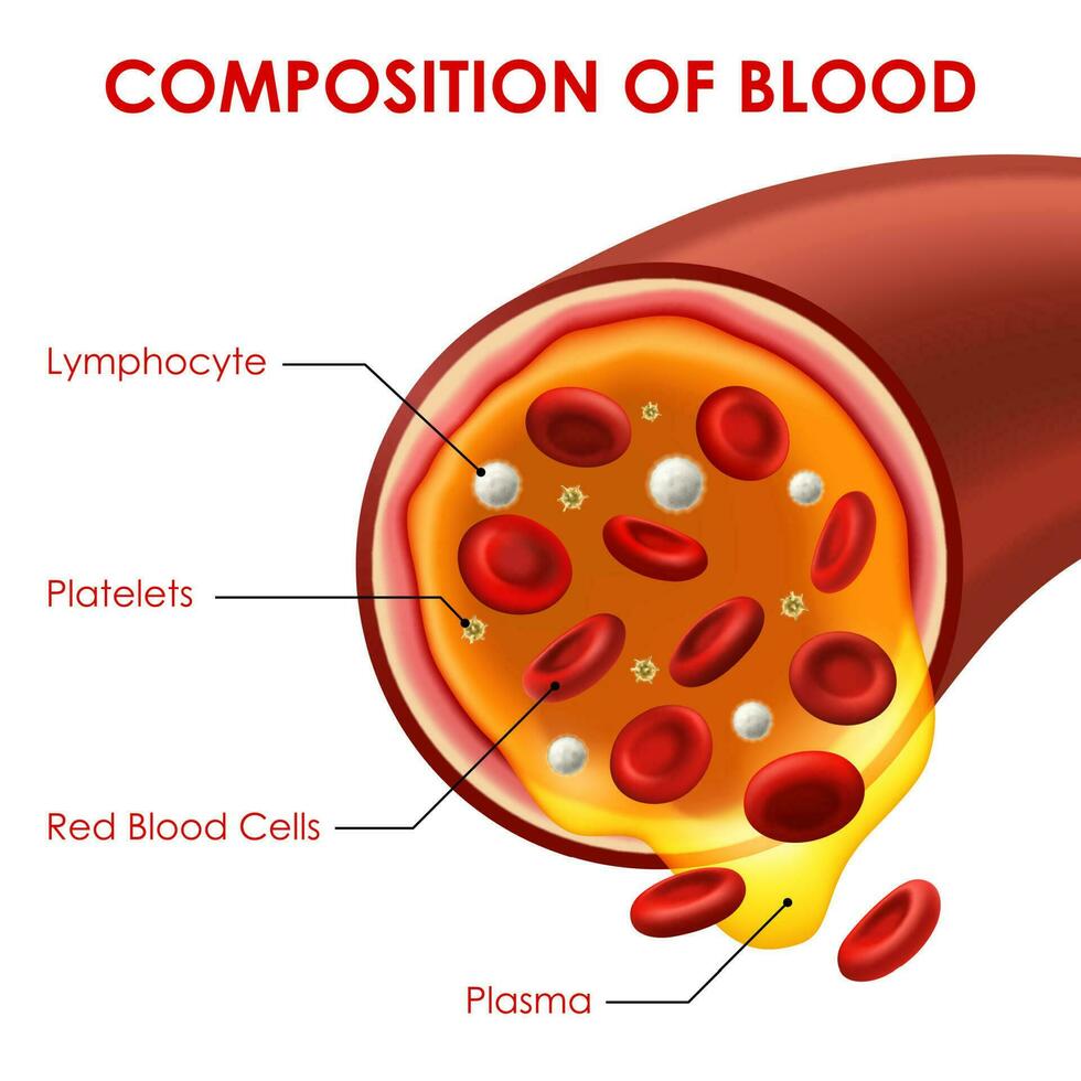 composición de sangre vector medicina ayuda esquema