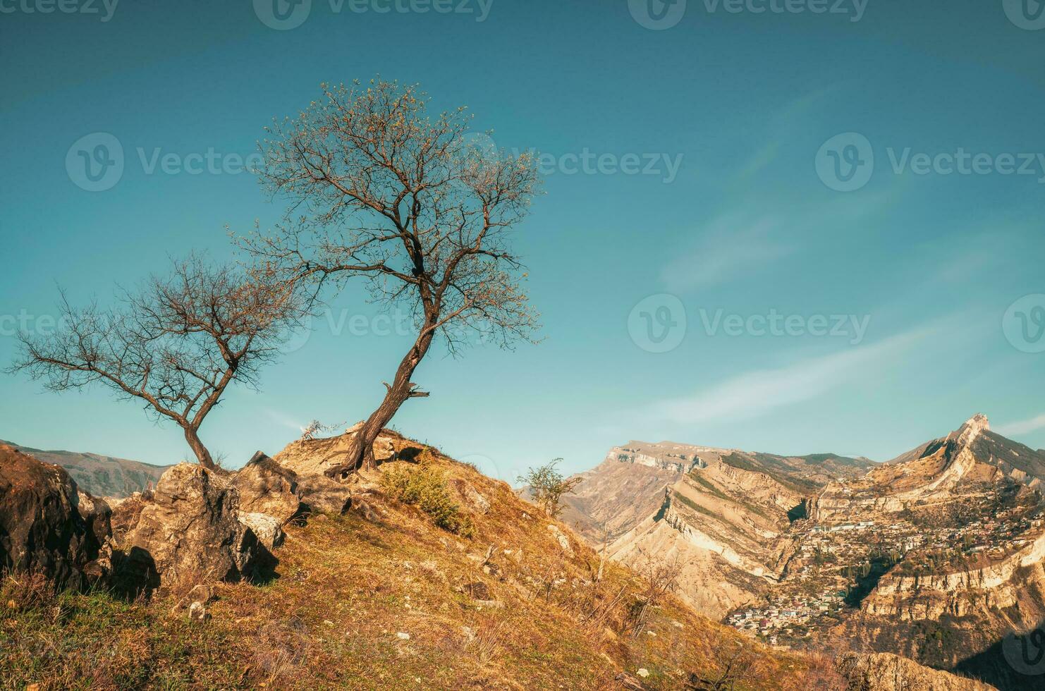 A couple of dry trees nearby on the cliff. photo