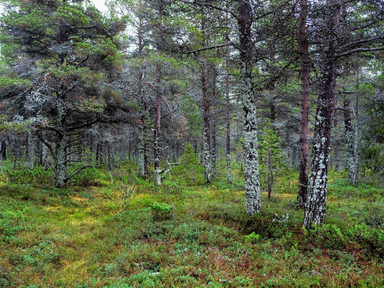 místico del Norte bosque. arboles cubierto con musgo. natural antecedentes. profundo bosque en el kola península. foto