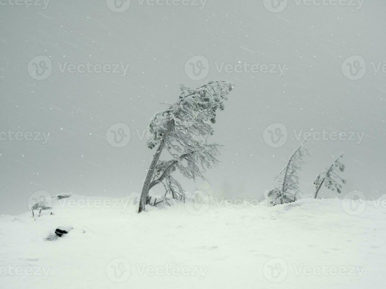 Magical bizarre silhouettes of trees are plastered with snow. Arctic harsh nature. Mystical fairy tale of the winter misty forest. Snow covered trees on mountainside. Poor visibility, blizzard. photo