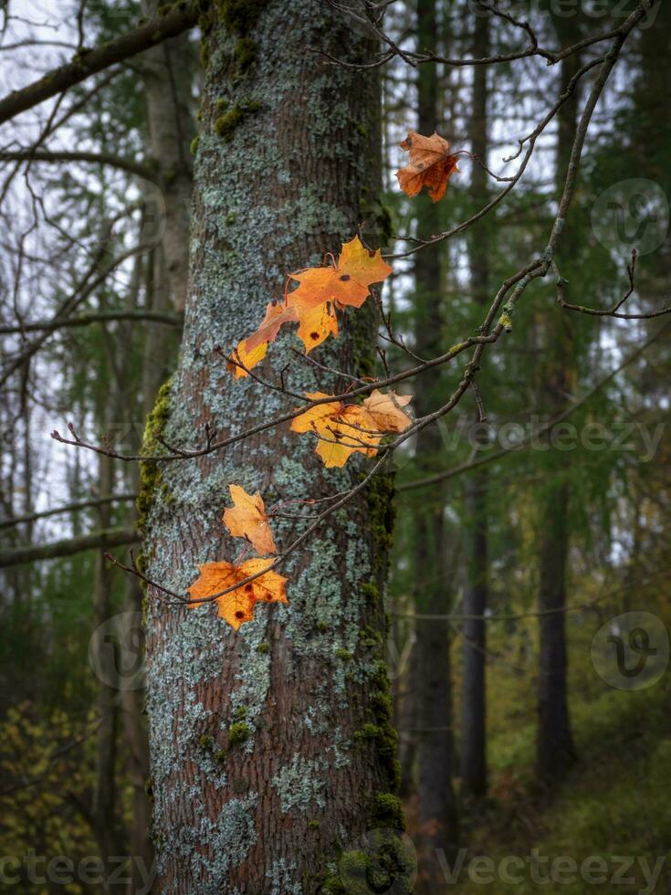 el último arce hojas en el otoño bosque. foto