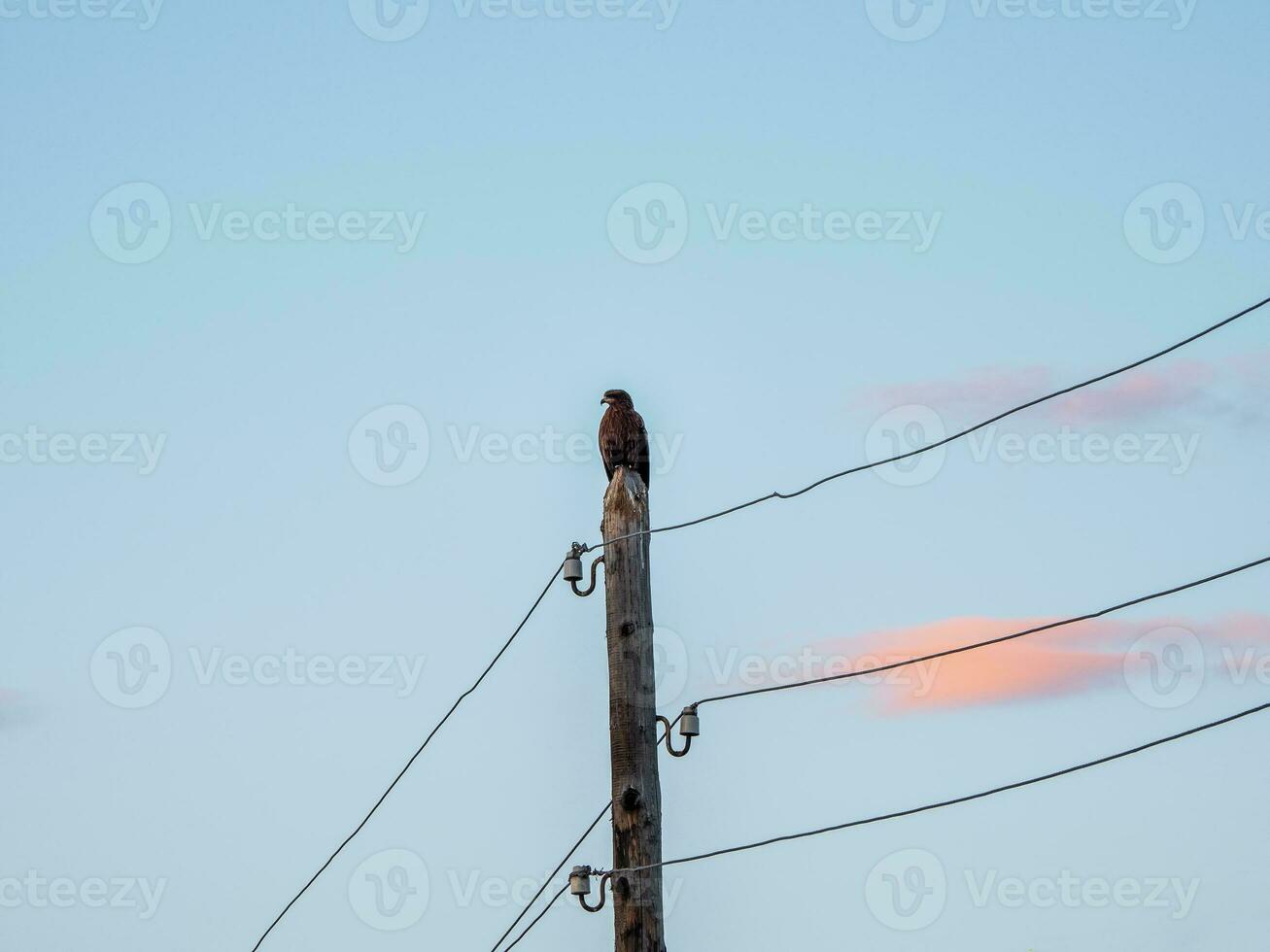 A vulture bird of prey sits on a telegraph pole and looks out for prey at dawn. photo