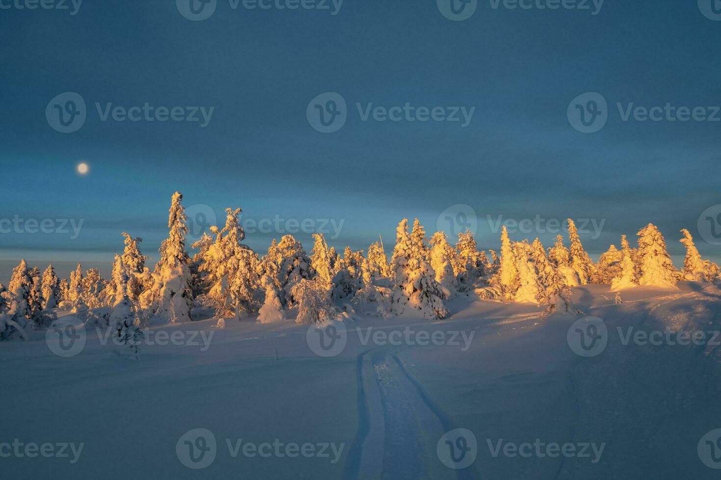 Trail to the winter sunny forest through snow-covered fir trees, wrapped in snow. Amazing harsh Arctic nature. Mystical tale about a winter frosty forest. photo