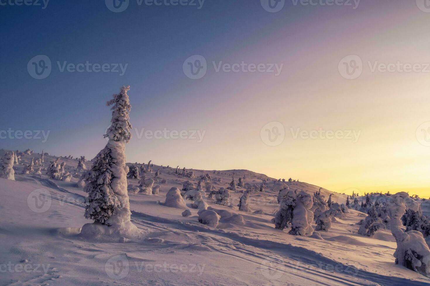 Magical bizarre silhouette of fir tree are plastered with snow. Predawn morning on a winter slope. Beautiful Arctic sunset. Scenic colorful sky at dawn. Amazing view of sunrise bright sky. photo