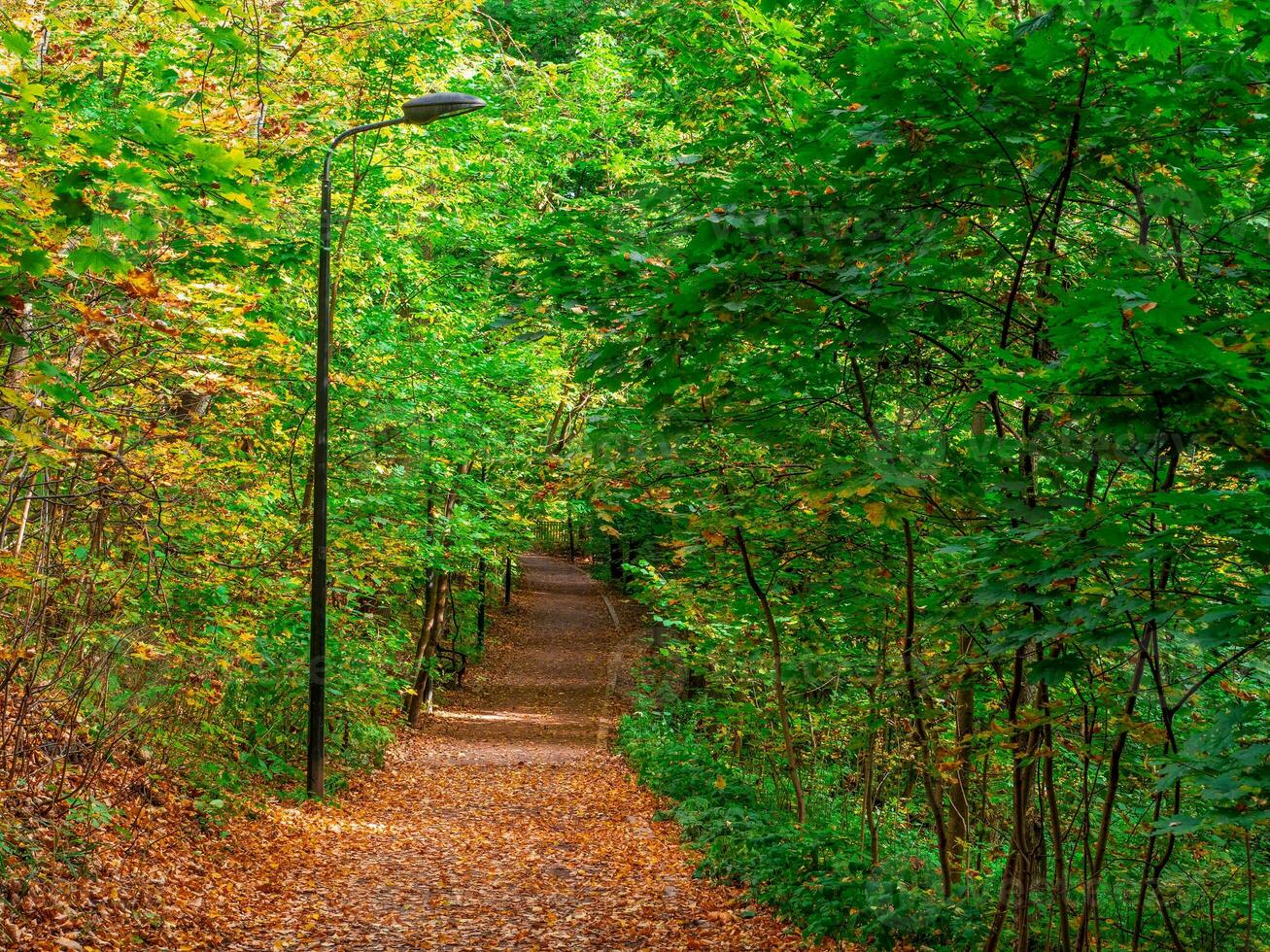 Filled with leaves autumn path in the Park. photo