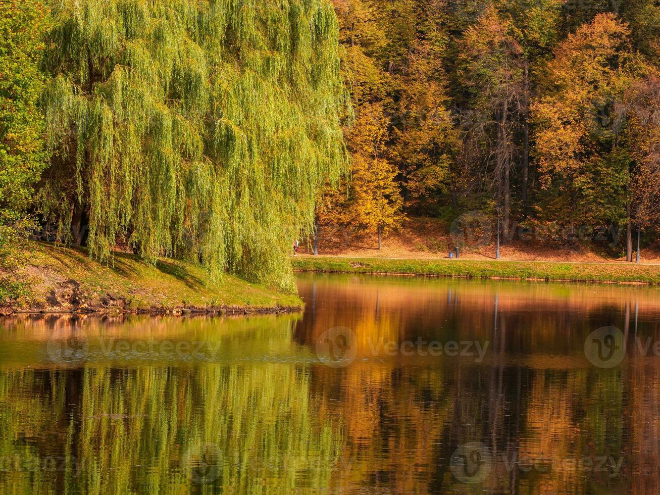 Beautiful autumn landscape with a large spreading willow by the water. photo
